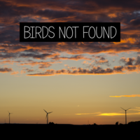 Birds Not Found